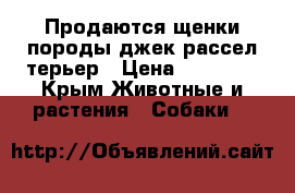Продаются щенки породы джек рассел терьер › Цена ­ 30 000 - Крым Животные и растения » Собаки   